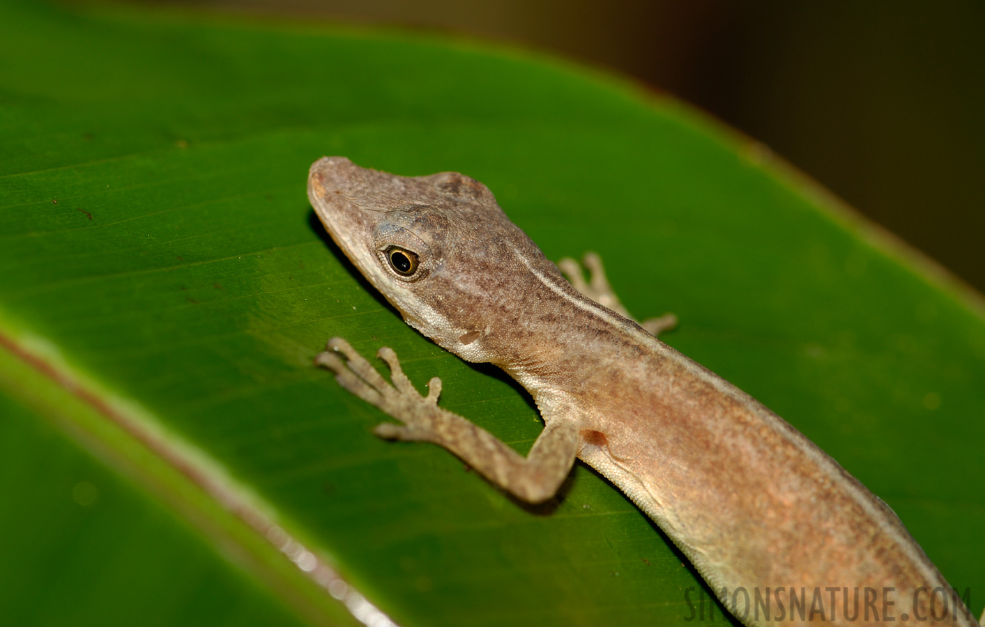 Anolis limifrons [105 mm, 1/60 Sek. bei f / 10, ISO 100]